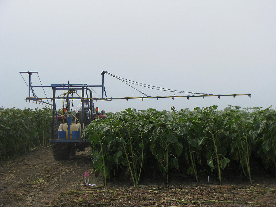 A small tractor with a sprayer driving between two plots of tall sunflowers.