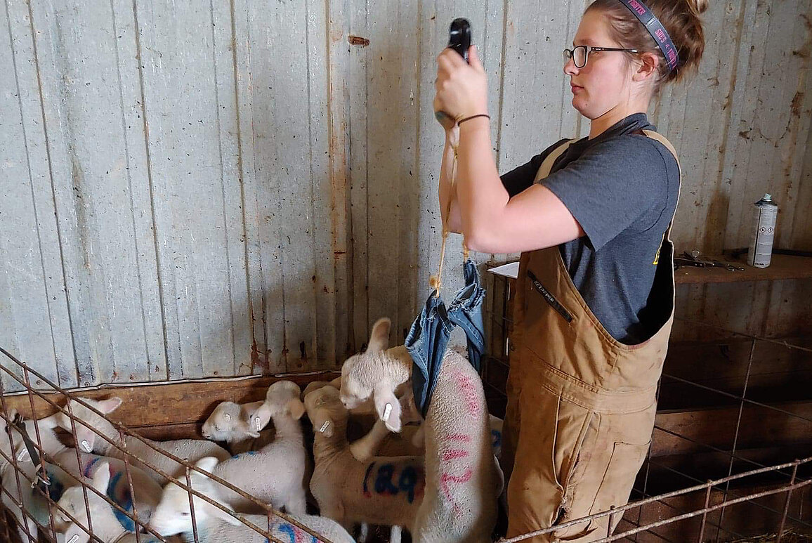 Paige Anderson, a master’s student in Animal Sciences from Jackson, Minn., weighs a lamb as part of this research project.