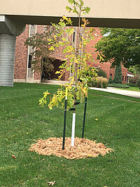 Picture of Oak tree planted in Dr William Perrizo's memory.