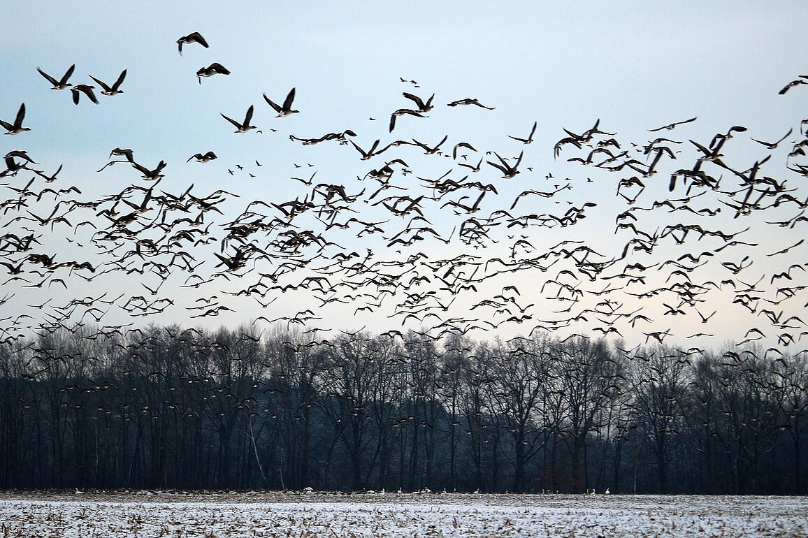 Wild geese fly above and land on a snow covered field.