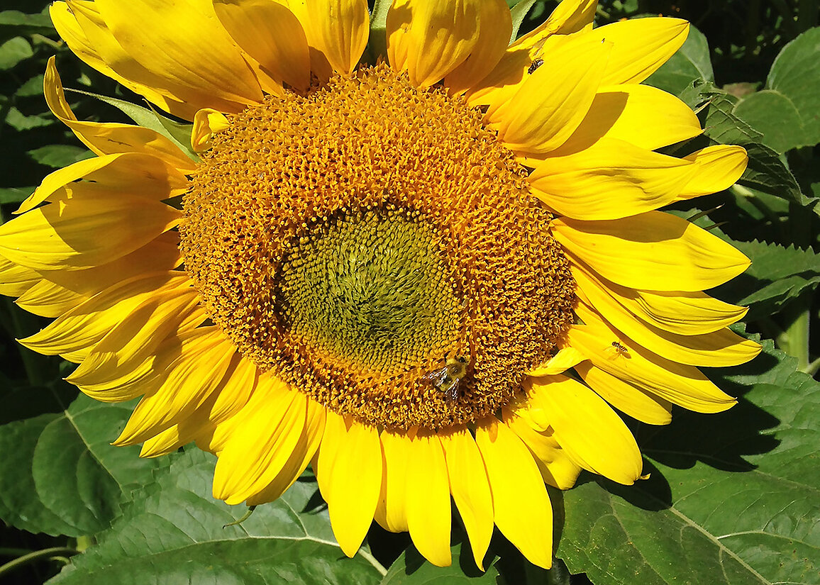 A bee sits near the center of a large yellow-gold sunflower