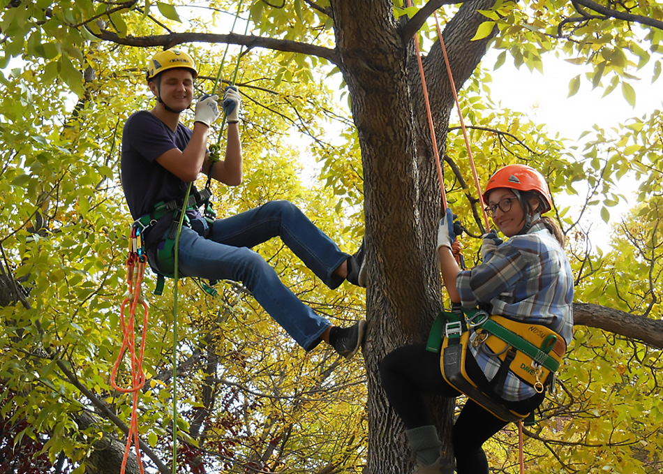 Two people in harnesses and safety gear high up in a tree.
