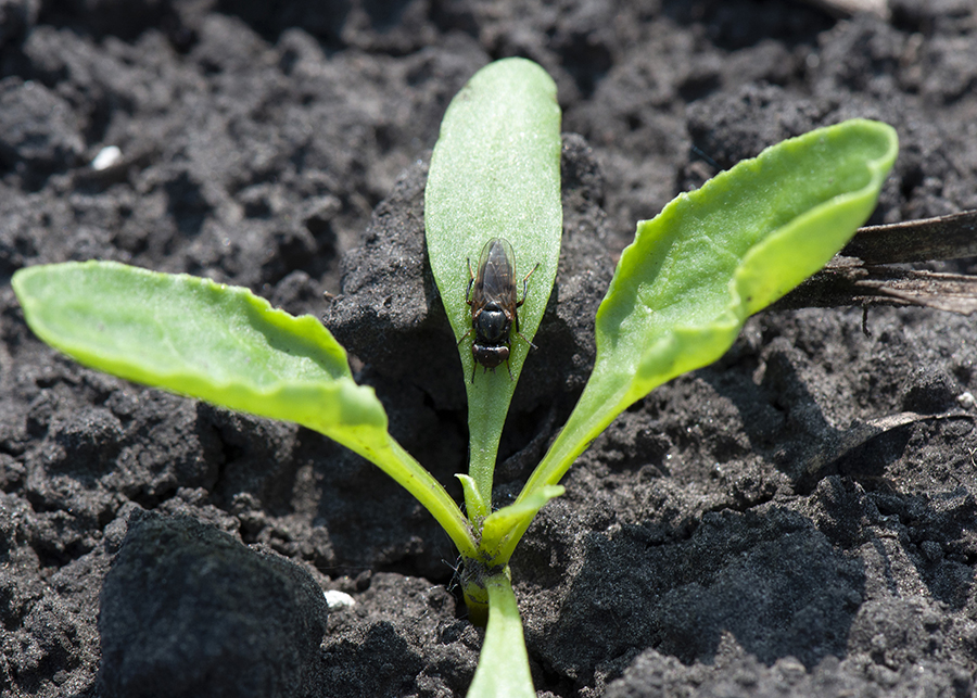 A small fly sits on the center of three leaves of a small green plant 