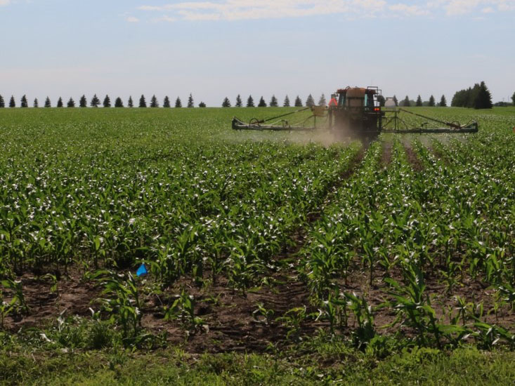 A field of corn being sprayed