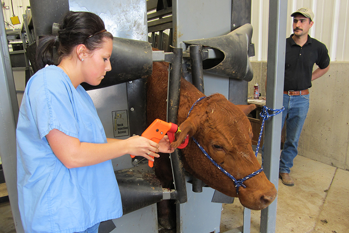 A veterinary technology student tagging the ear of a cow.