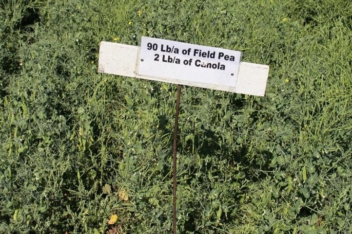 An intercropped field of canola and field peas
