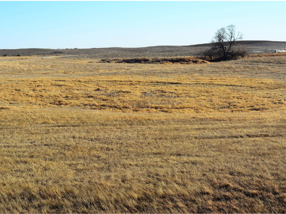 A dry, yellow-brown pasture 