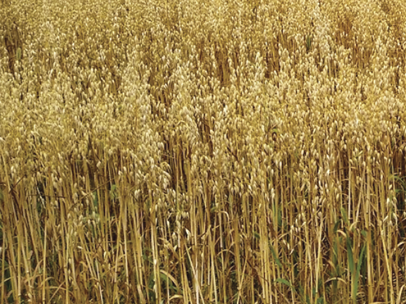 A field of the conventional oat variety, ND Heart