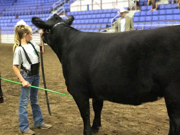 A young girl shows a black angus steer