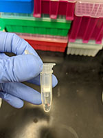 Microcentrifuge tube holding environmental DNA extracted from wetland sediment