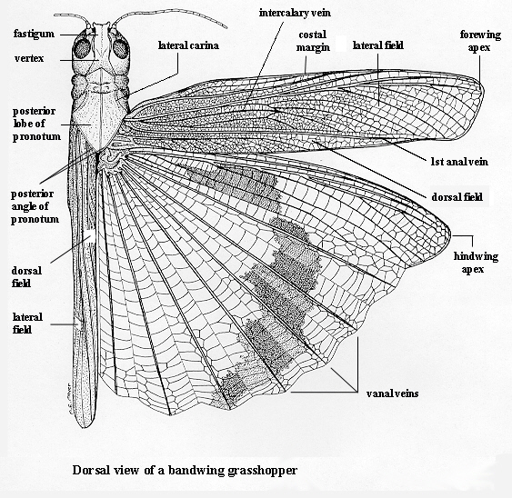 Dorsal view of a grasshopper