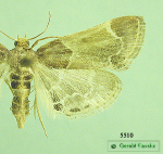 moth image
