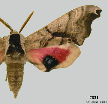 Sphingidae Ambulyx flava flavoluzonica Luzon endémic ! 