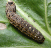 10915 larva image