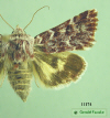 11174 moth image