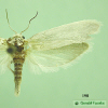 198 moth image