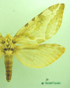 20 moth image
