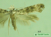 317 moth image