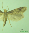 334 moth image