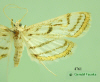 4761 moth image