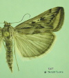 5017 moth image