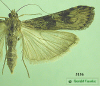 5156 moth image