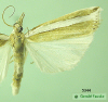 5344 moth image