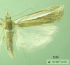5354 moth image