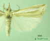 5355 moth image