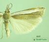 5357 moth image