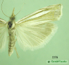 5378 moth image