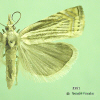 5391 moth image