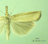 5403 moth image