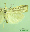 5403a moth image