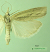 5413 moth image