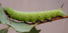 7855 larva image