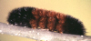 8129 larva image