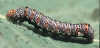 9314 larva image