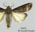 Black cutworm moth, Agrotis ipsilon