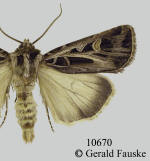 Dingy cutworm moth, Feltia jaculifera