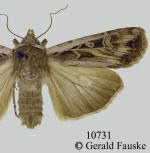 Army cutworm moth, Euxoa auxiliaris