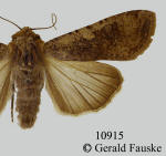 Variegated cutworm moth, Peridroma saucia