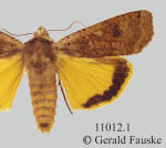 Large yellow underwing, Noctua pronuba