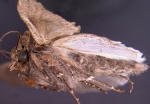 lateral view of variegated cutworm moth