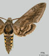 Picture of Manduca quinquemaculatus showing typical wing pattern for the genus.