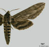 Picture of Sphinx canadensis.