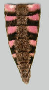 Pink spotted abdomen of Agrius cingulata.
