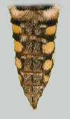 Yellow abdominal spots of Manduca quinquemaculatus.