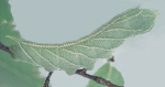 larva image