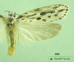 moth image